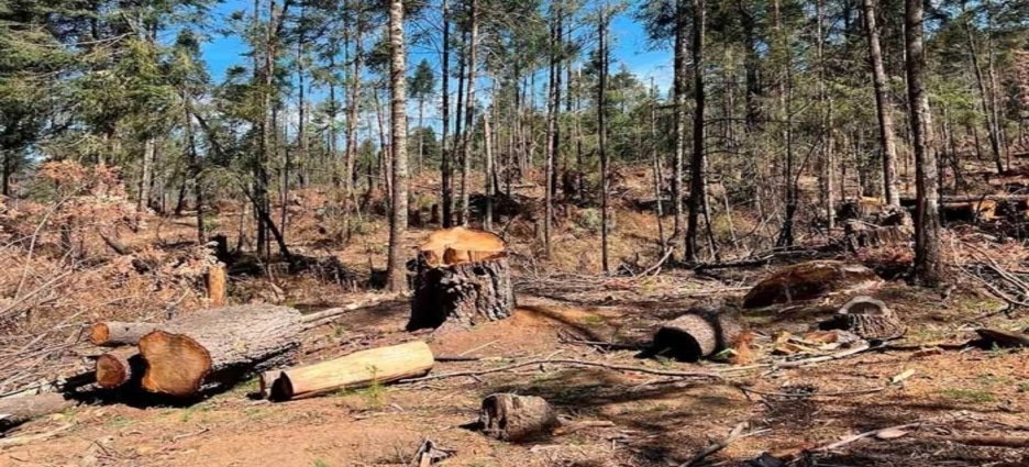 Aprueban reformas para endurecer castigos por tala ilegal en el Edomex