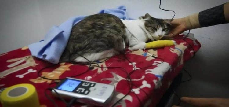 CESPI de la UAEMex brindará acompañamiento tras la pérdida de una mascota