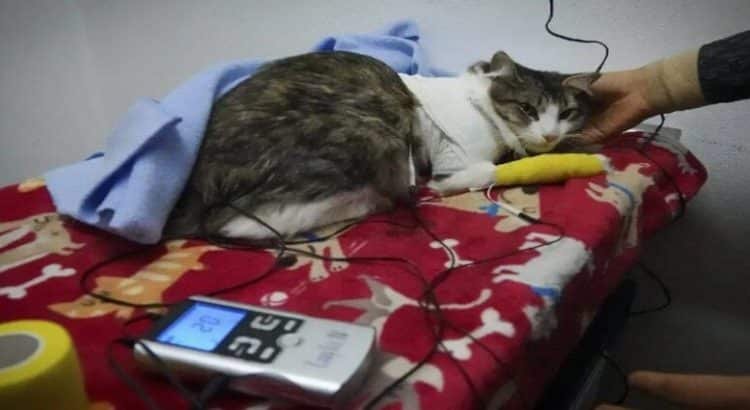 CESPI de la UAEMex brindará acompañamiento tras la pérdida de una mascota