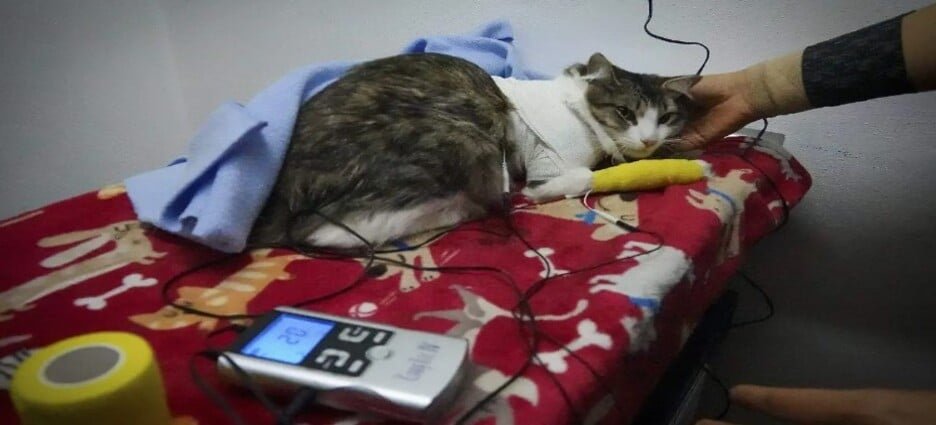 CESPI de la UAEMex brindará acompañamiento tras la pérdida de una mascota