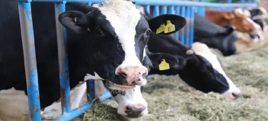 Refuerzan medidas preventivas para erradicar gusano barrenador en ganado del Edomex