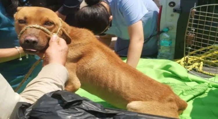 Rescatan a 3 perros maltratados en Toluca