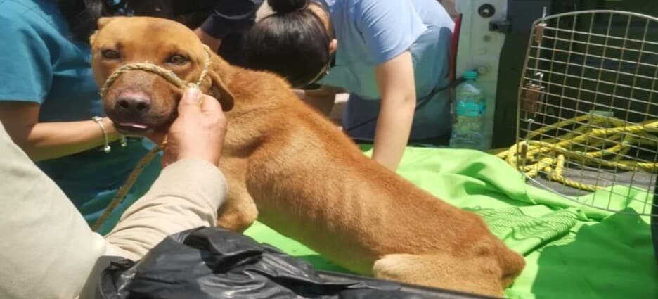 Rescatan a 3 perros maltratados en Toluca