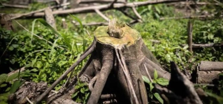 México entra al Top 10 de países con mayor pérdida de bosques en el mundo