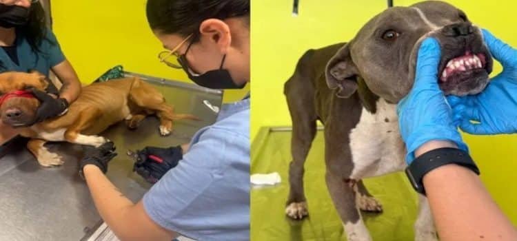 “Perros rescatados en Toluca se encuentran estables”: Control y Bienestar Animal Municipal
