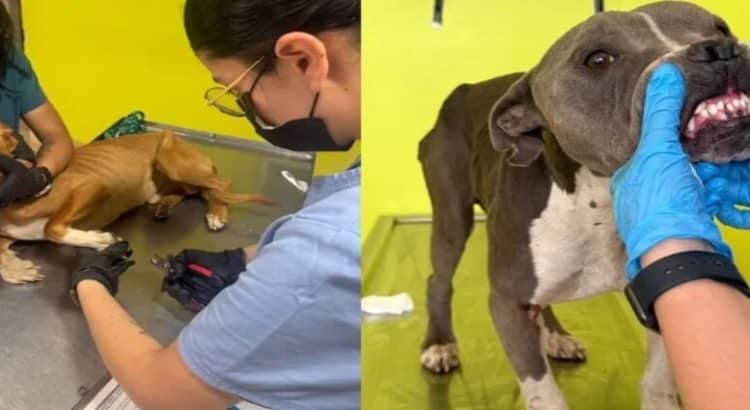 “Perros rescatados en Toluca se encuentran estables”: Control y Bienestar Animal Municipal