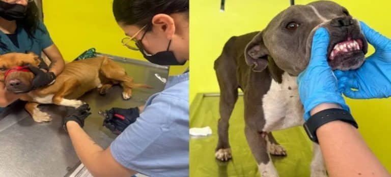 "Perros rescatados en Toluca se encuentran estables": Control y Bienestar Animal Municipal