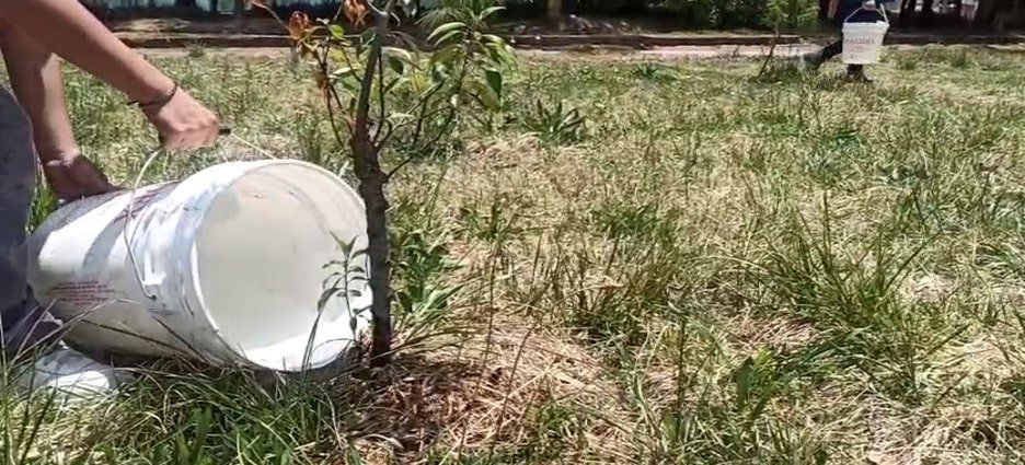 Riegan árboles por temporada de calor en Parque Alameda 2000