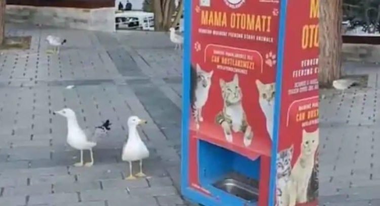 Gaviotas aprendieron a maullar para obtener comida