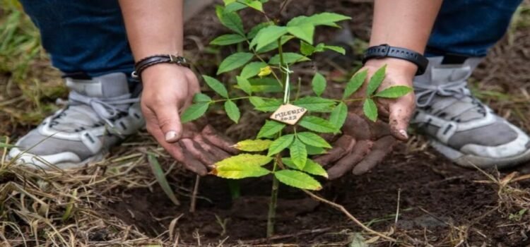 Inicia reforestación 2025 para combatir islas de calor en Toluca