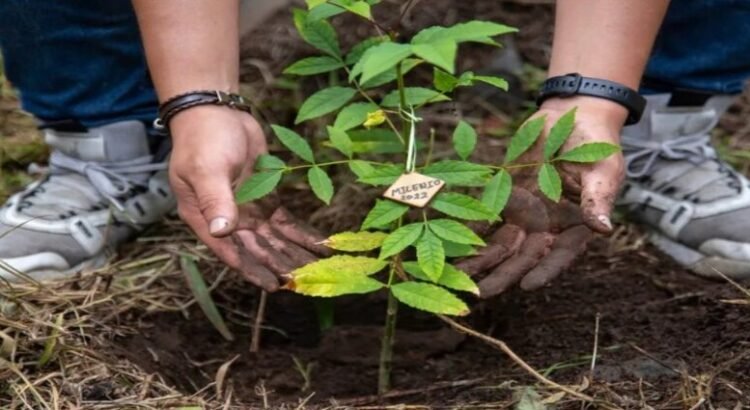 Inicia reforestación 2025 para combatir islas de calor en Toluca