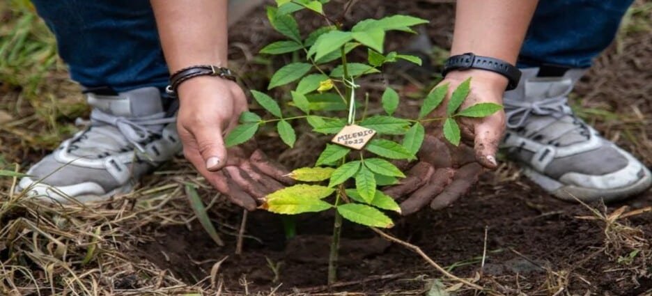 Inicia reforestación 2025 para combatir islas de calor en Toluca