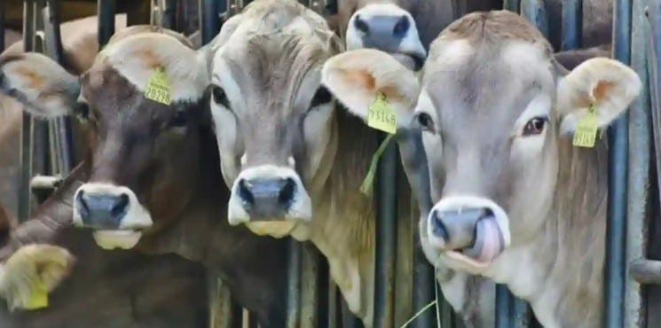 Ordena Estados Unidos el cierre de la frontera a ganado mexicano