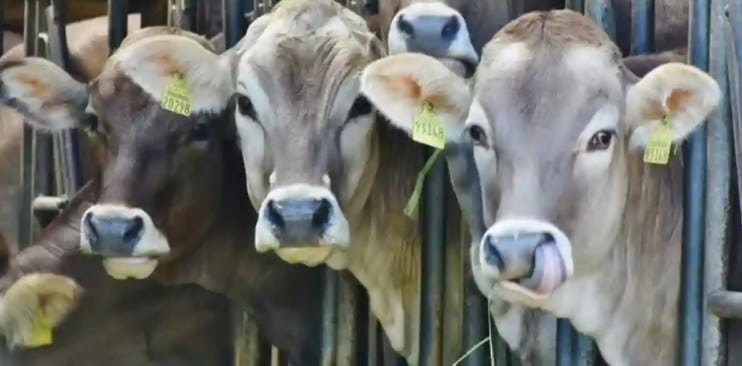Exigen ganaderos de Sonora cerrar la frontera sur
