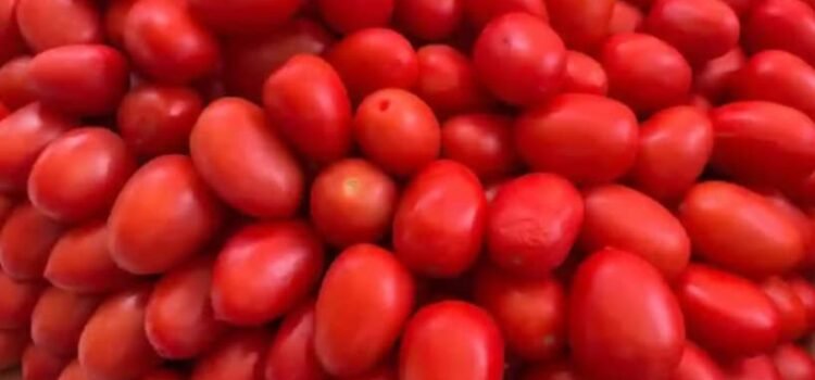 Impone Estados Unidos aranceles del 17 % al tomate mexicano