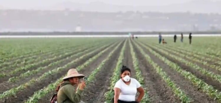 Inician campesinos huelga de 72 horas en California
