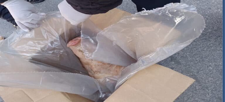 Encuentran mensaje intimidatorio junto a una cabeza de cerdo en domicilio de Toluca