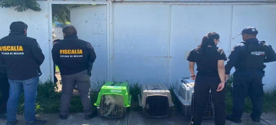 Rescatan a 3 perros en condiciones de maltrato en Toluca