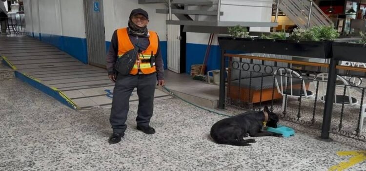 https://tolucadigital.mx/ Adoptan a perritos callejeros como guardianes de la Terminal de Autobuses de Toluca