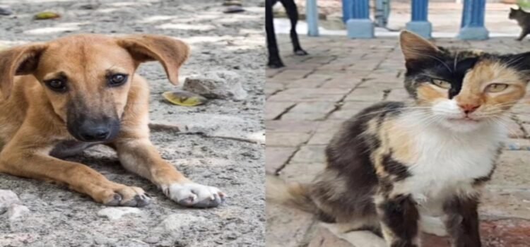Se han realizado 950 denuncias por maltrato animal en Edomex durante 2025 Se han realizado 950 denuncias por maltrato animal en Edomex durante 2025