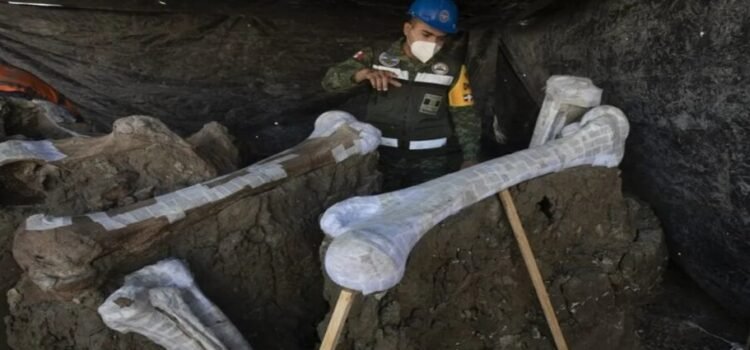 Descubren nuevo linaje del mamut tras investigaciones en Santa Lucía, Edomex Descubren nuevo linaje del mamut tras investigaciones en Santa Lucía, Edomex