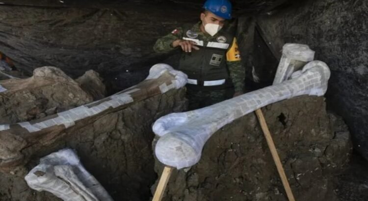 Descubren nuevo linaje del mamut tras investigaciones en Santa Lucía, Edomex Descubren nuevo linaje del mamut tras investigaciones en Santa Lucía, Edomex
