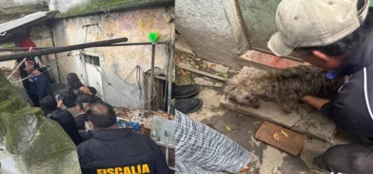 Rescatan a 46 mascotas que estaban bajo resguardo de un hombre en Toluca Rescatan a 46 mascotas que estaban bajo resguardo de un hombre en Toluca