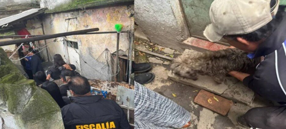 Rescatan a 46 mascotas que estaban bajo resguardo de un hombre en Toluca