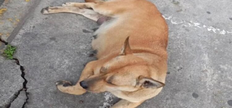 Autoridades investigan muerte de perrita tras caer de plaza comercial en Toluca Autoridades investigan muerte de perrita tras caer de plaza comercial en Toluca