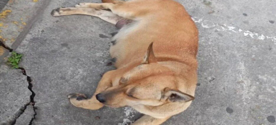 Autoridades investigan muerte de perrita tras caer de plaza comercial en Toluca