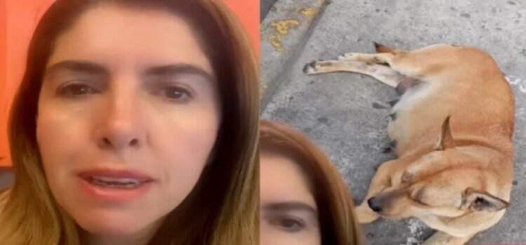 Melissa Vargas denuncia grave caso de maltrato animal en centro comercial de Toluca Melissa Vargas denuncia grave caso de maltrato animal en centro comercial de Toluca