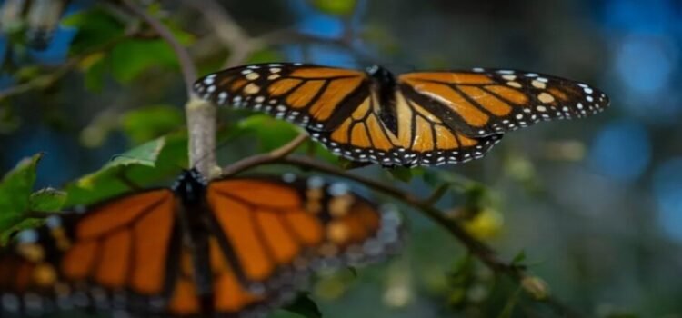 Gobierno de Edomex hace un llamado para preservar y defender el arribo de la mariposa monarca