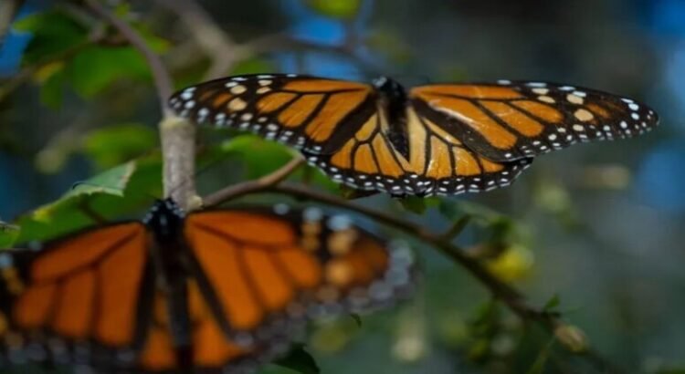 Gobierno de Edomex hace un llamado para preservar y defender el arribo de la mariposa monarca Gobierno de Edomex hace un llamado para preservar y defender el arribo de la mariposa monarca