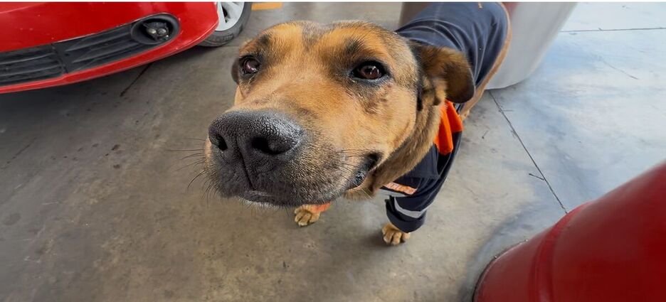 Se viraliza "perrito gasolinero" en Toluca