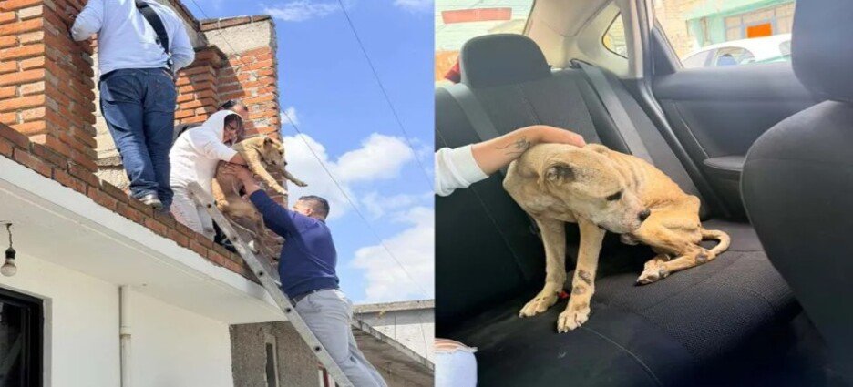 Rescatan a perro pitbull con desnutrición y un tumor en Toluca